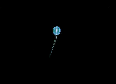 Image of Pacific sea gooseberry