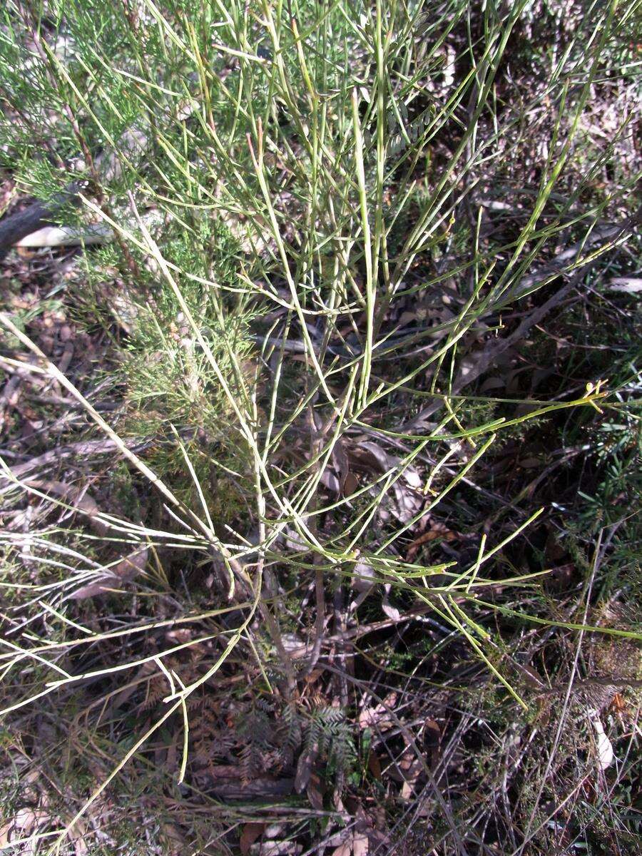 Image of Leptomeria