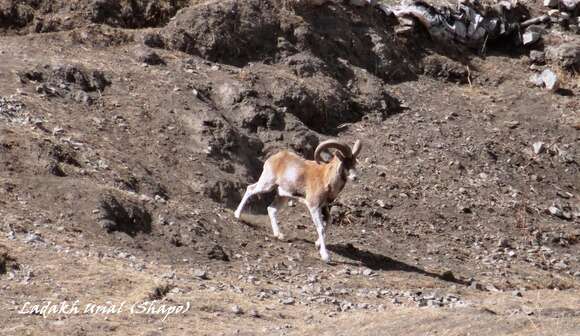 Image of Ladakh Urial