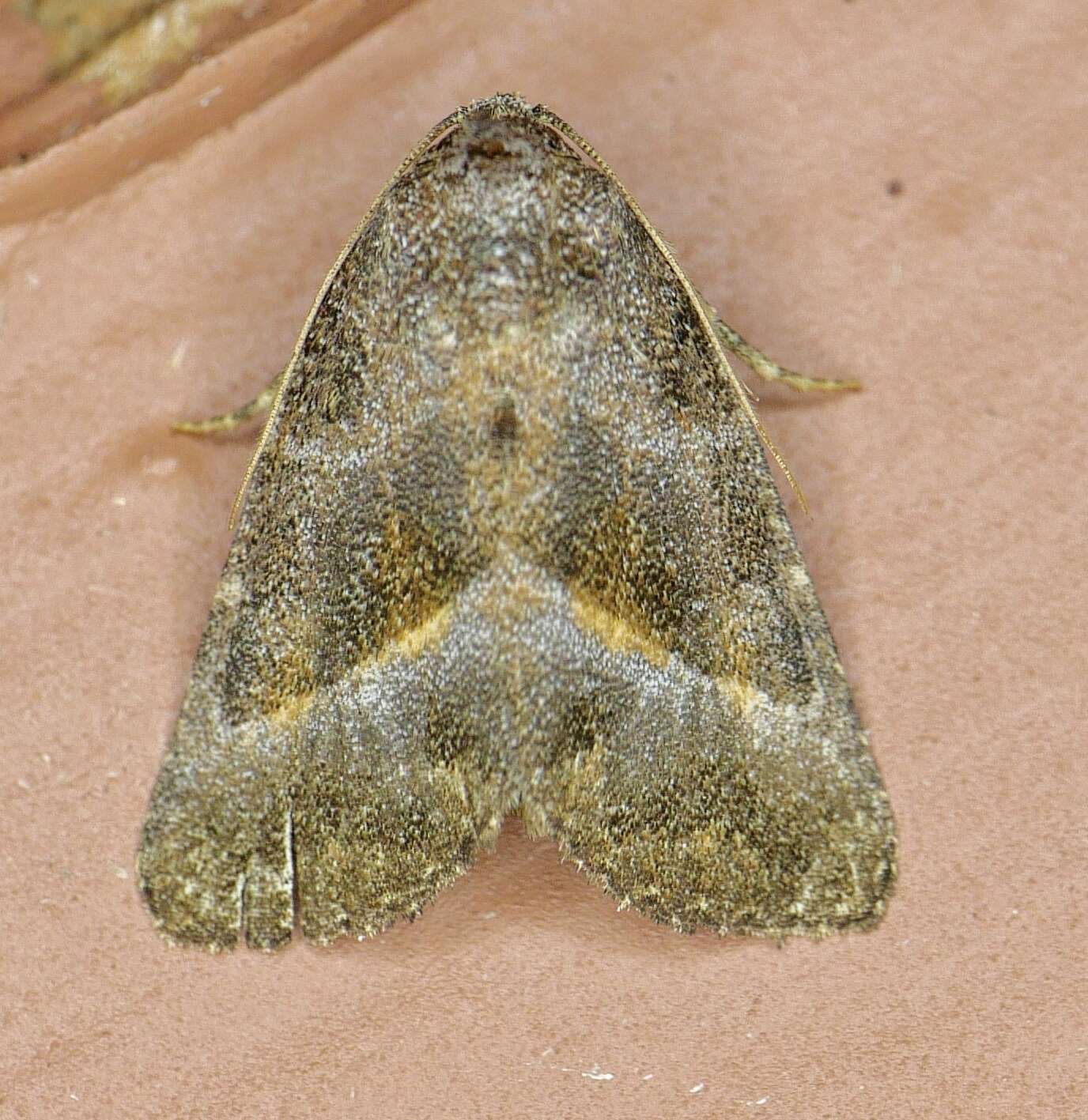 Image of Ogdoconta altura Barnes