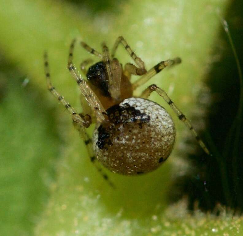 Image of Wamba crispulus (Simon 1895)