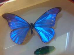 Image of Blue Morpho