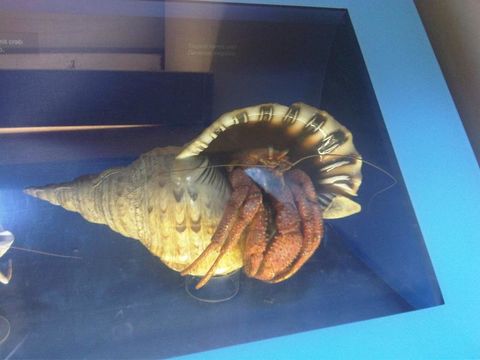 Image of Common Hermit Crab