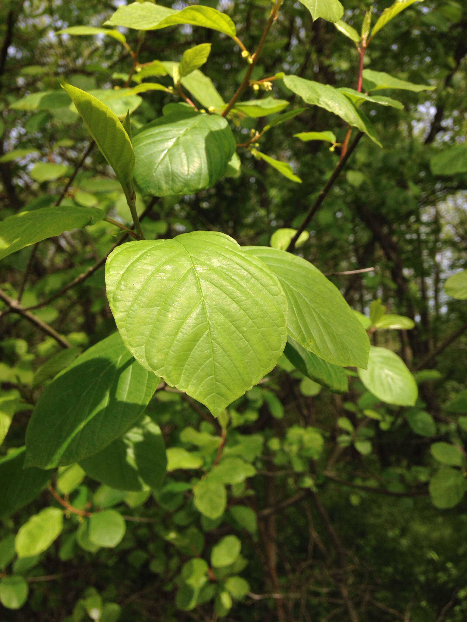 Image of Alder Buckthorn