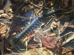 Image of Amazonian giant centipede