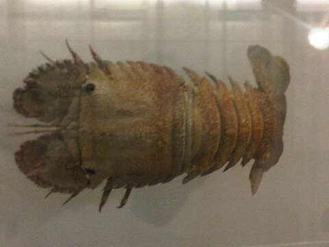 Image of Sculptured Mitten Lobster