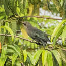 Image of Green-billed Malkoha