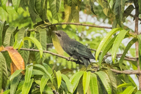 Image of Green-billed Malkoha