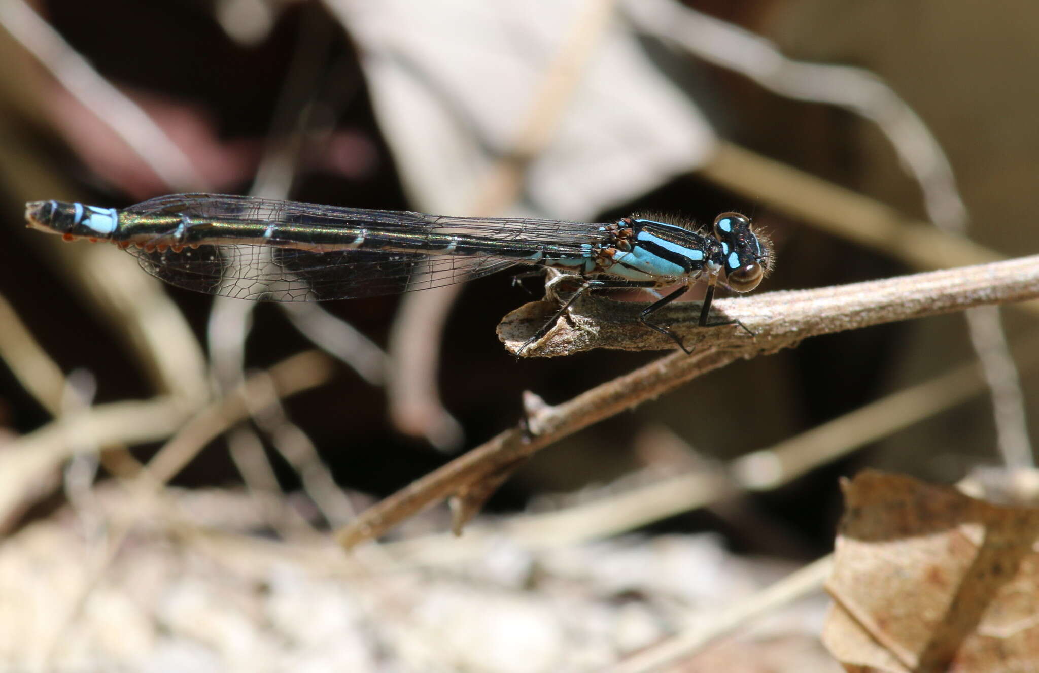 Image of Skimming Bluet