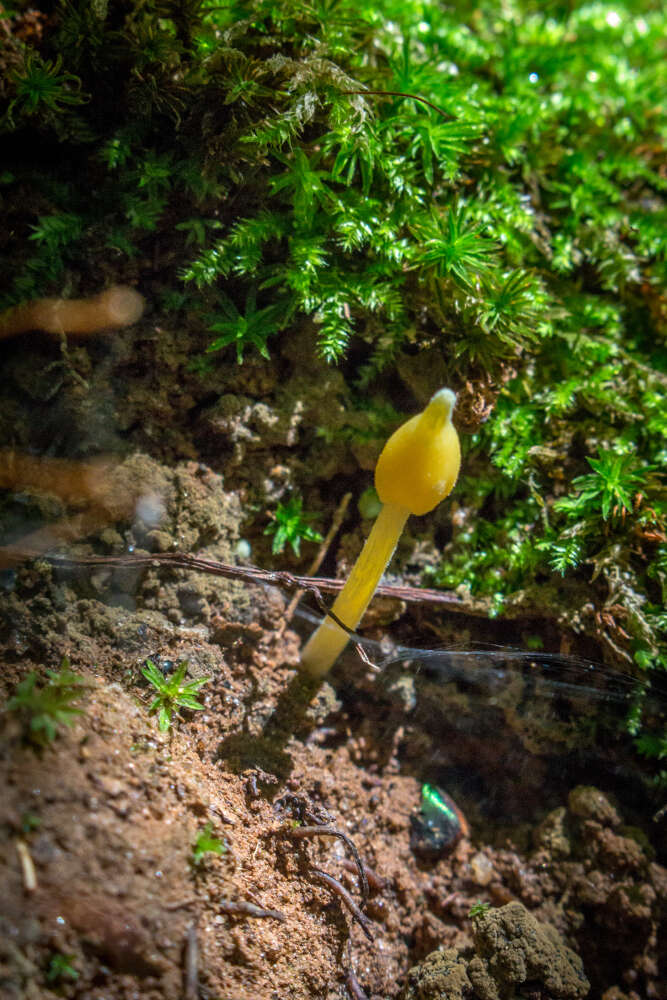 Слика од Entoloma murrayi (Berk. & M. A. Curtis) Sacc. 1899