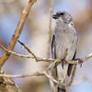 Image of Plumbeous Seedeater