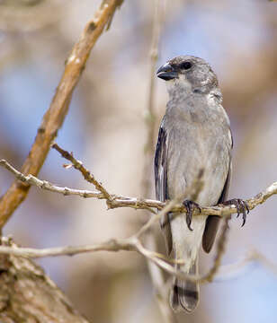 Image of Plumbeous Seedeater