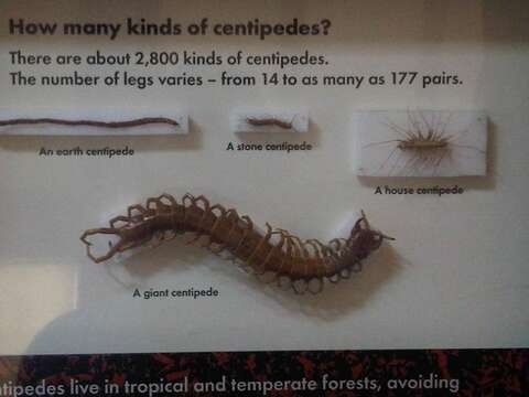 Image of Common centipede