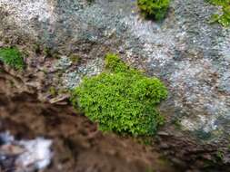 Image of Syntrichia virescens Ochyra 1992