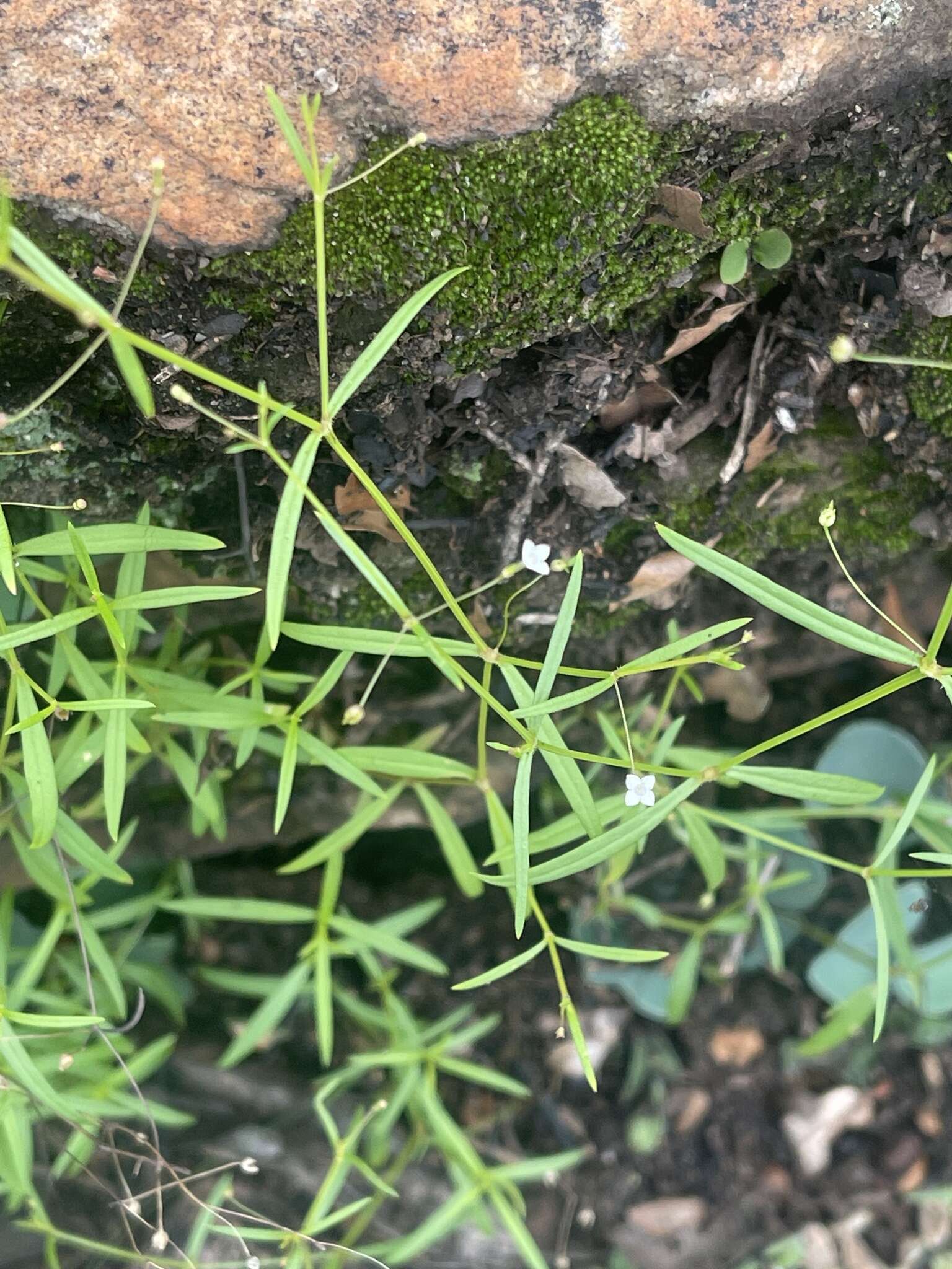 Sivun Oldenlandia herbacea (L.) Roxb. kuva