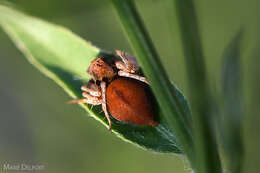 Image of Dicliptera cernua (Nees) J. C. Manning & Goldblatt