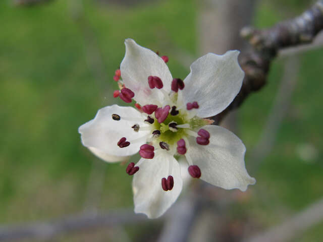 Plancia ëd Pyrus nivalis Jacq.