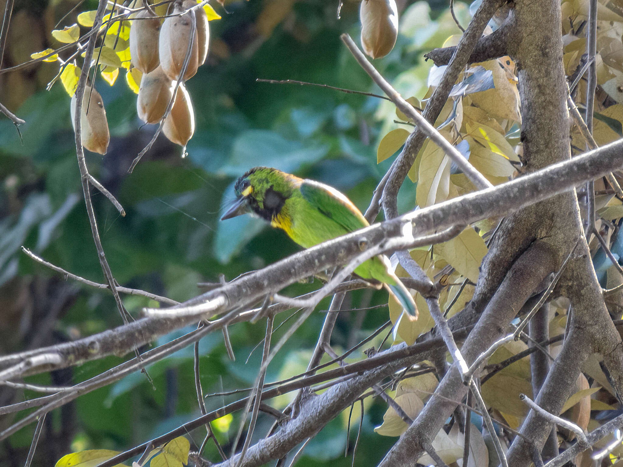 Image of Blue-eared Barbet