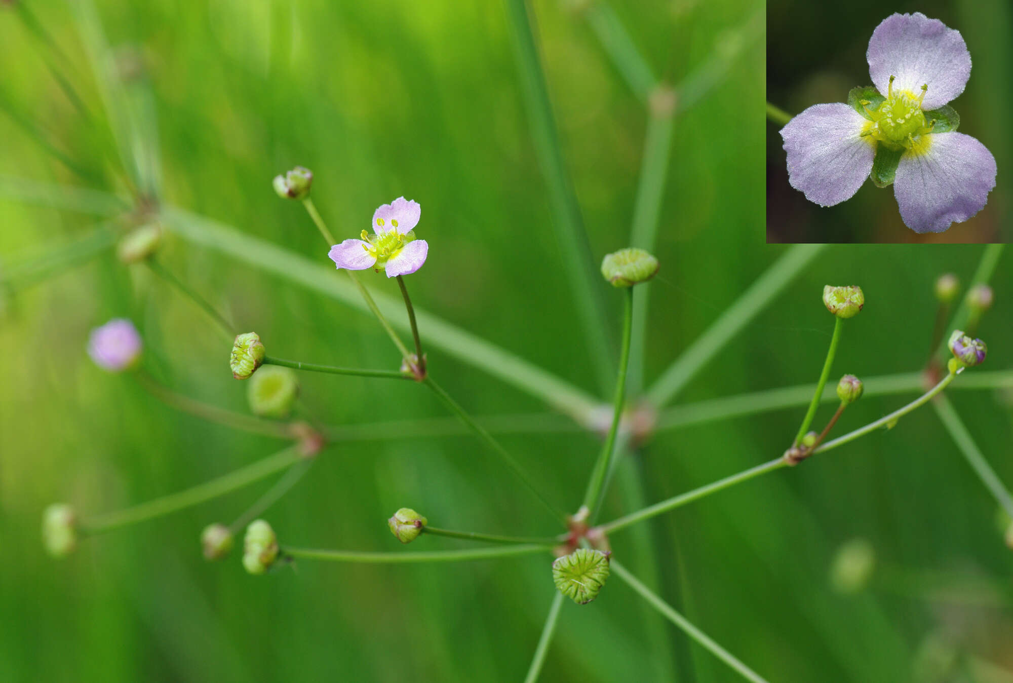 Imagem de Alisma lanceolatum With.