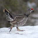 Image of Spruce Grouse
