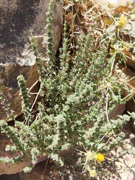 Sivun Micromeria myrtifolia Boiss. & Hohen. kuva