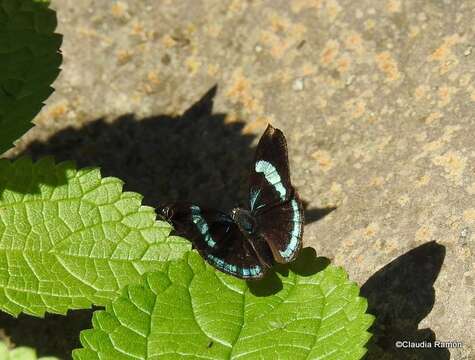 صورة Diaethria neglecta Salvin 1869