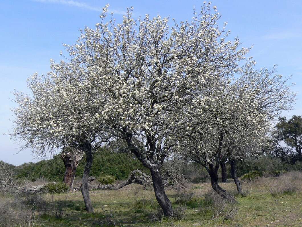 Plancia ëd Pyrus bourgaeana Decne