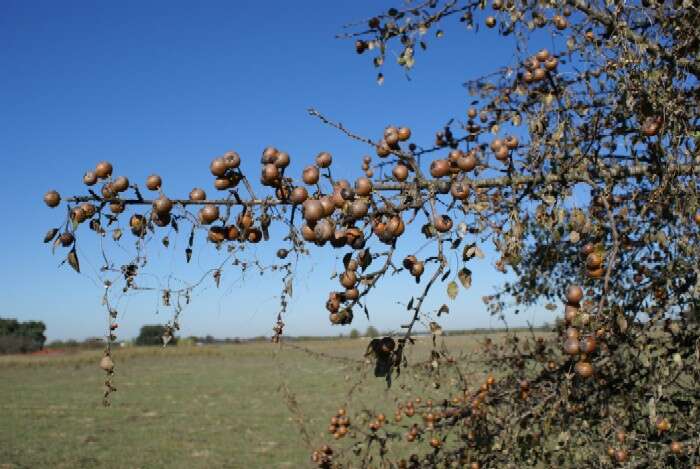 Image de Pyrus bourgaeana Decne