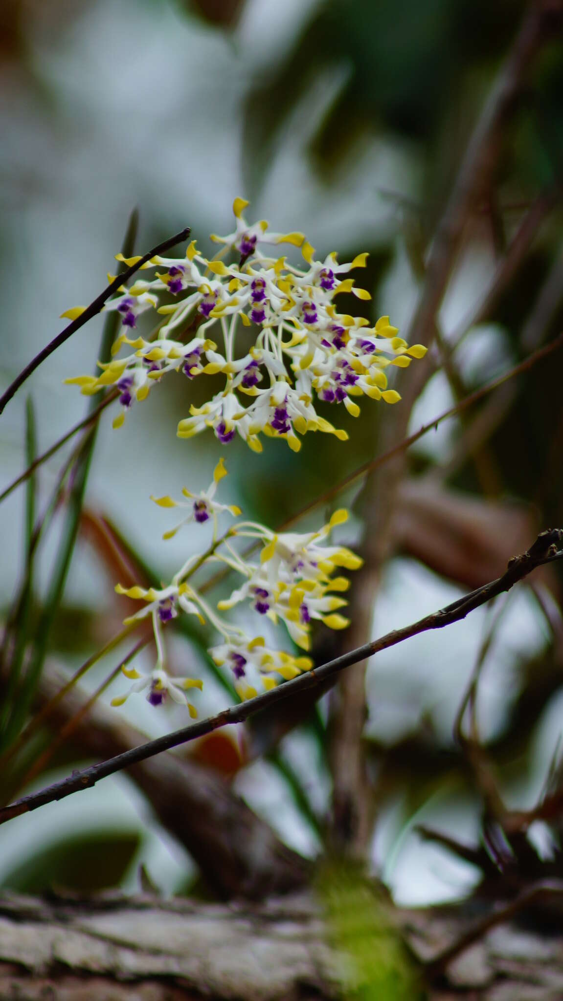 Dendrobium canaliculatum R. Br. resmi