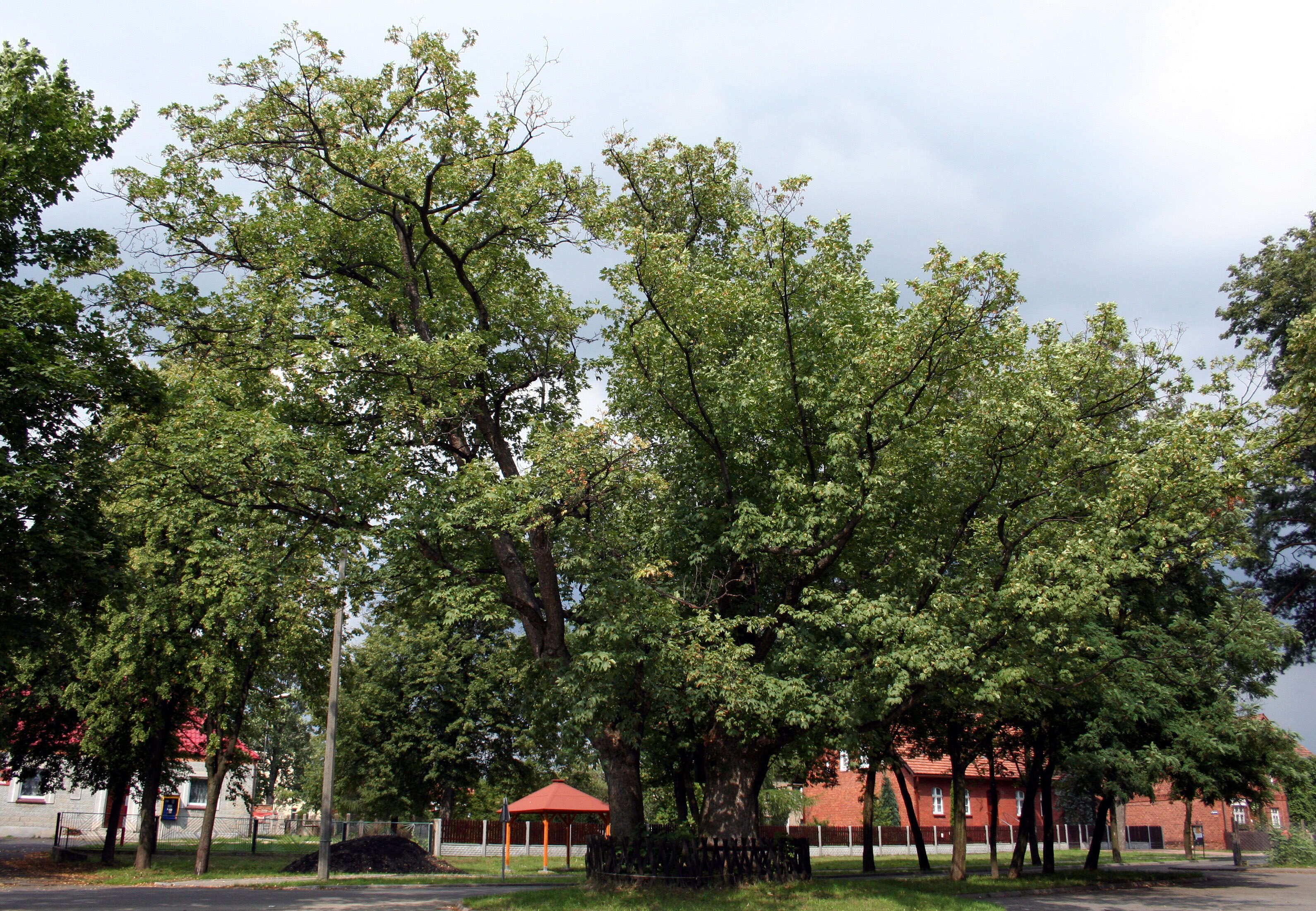 Imagem de Acer pseudoplatanus L.