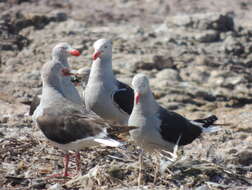 Image of Dolphin Gull