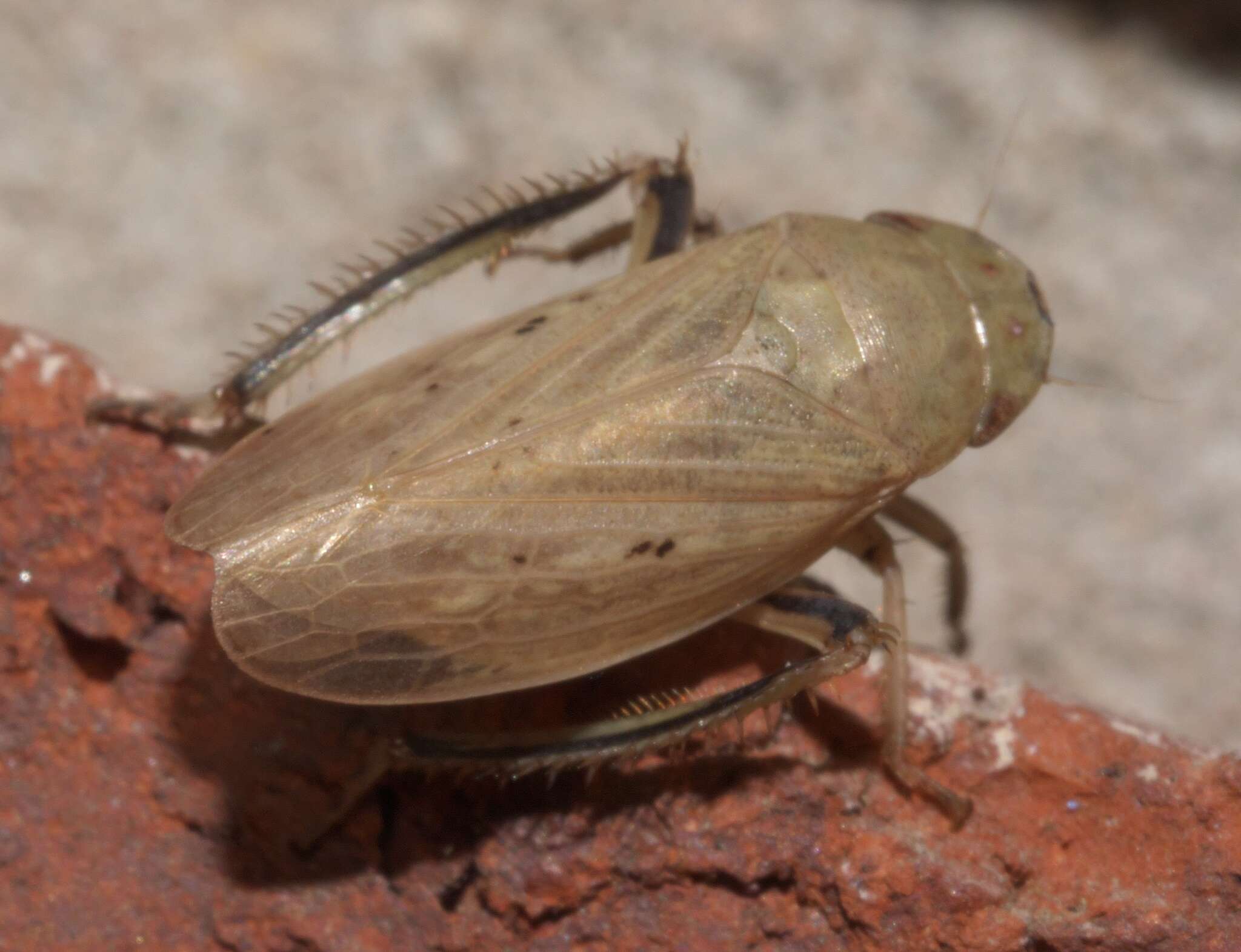 Image of Negosiana dualis De Long 1942