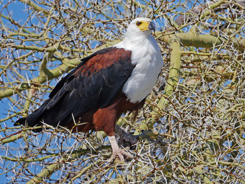 Image of African Fish Eagle