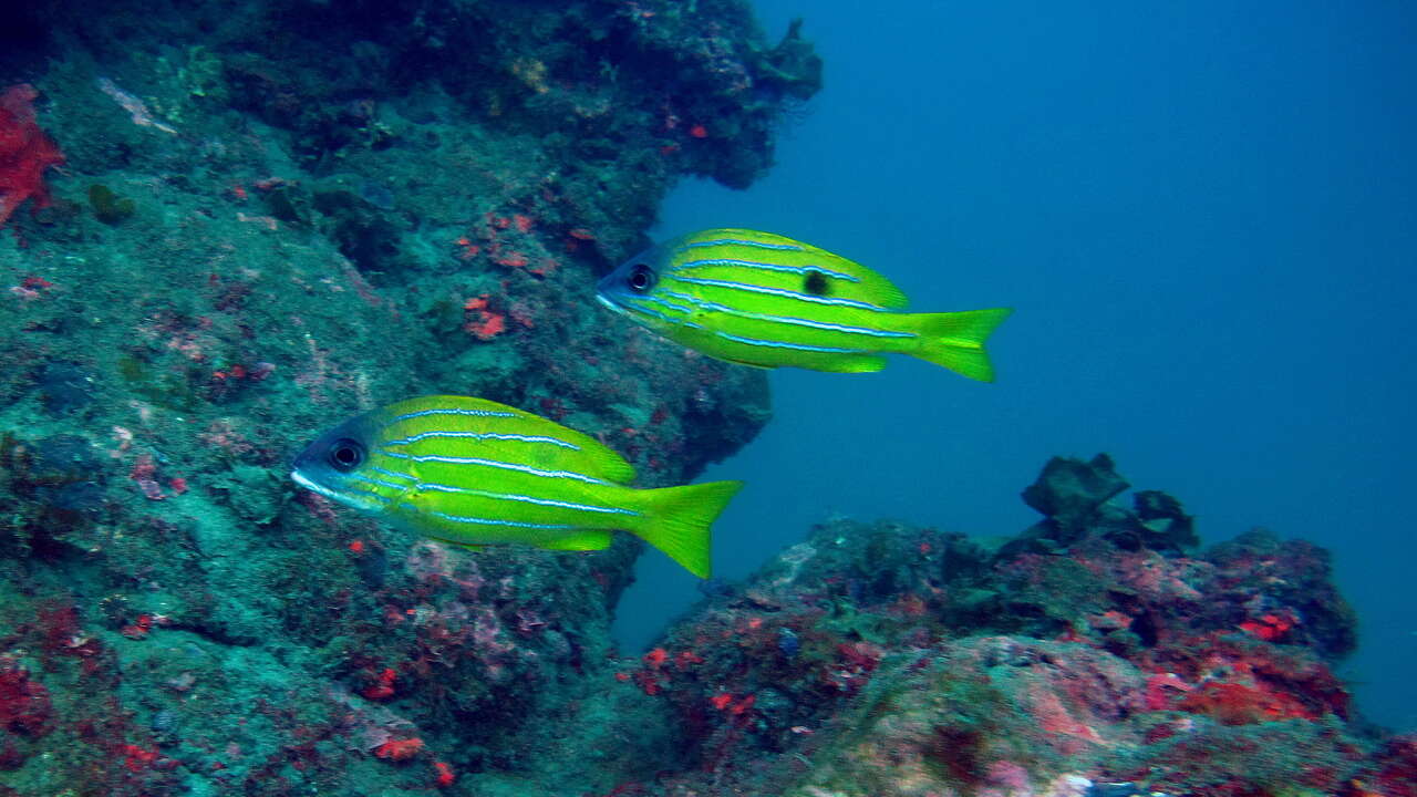 Image of Five-lined snapper