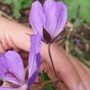 Слика од Geranium atlanticum Boiss.