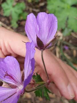 Imagem de Geranium atlanticum Boiss.