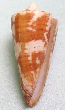 Image of general cone