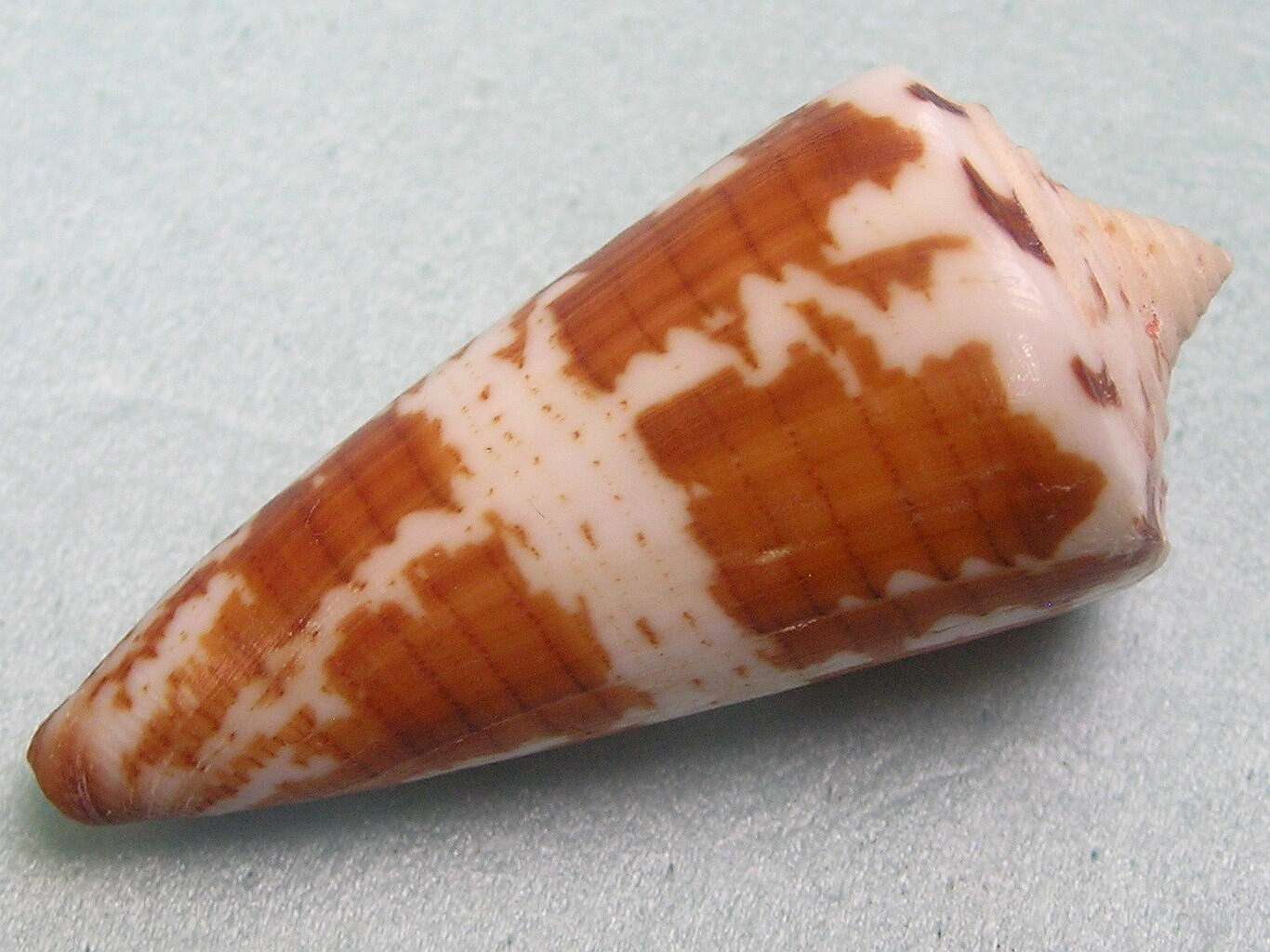 Image of general cone