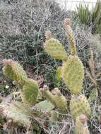 Image of Opuntia puberula Pfeiff.