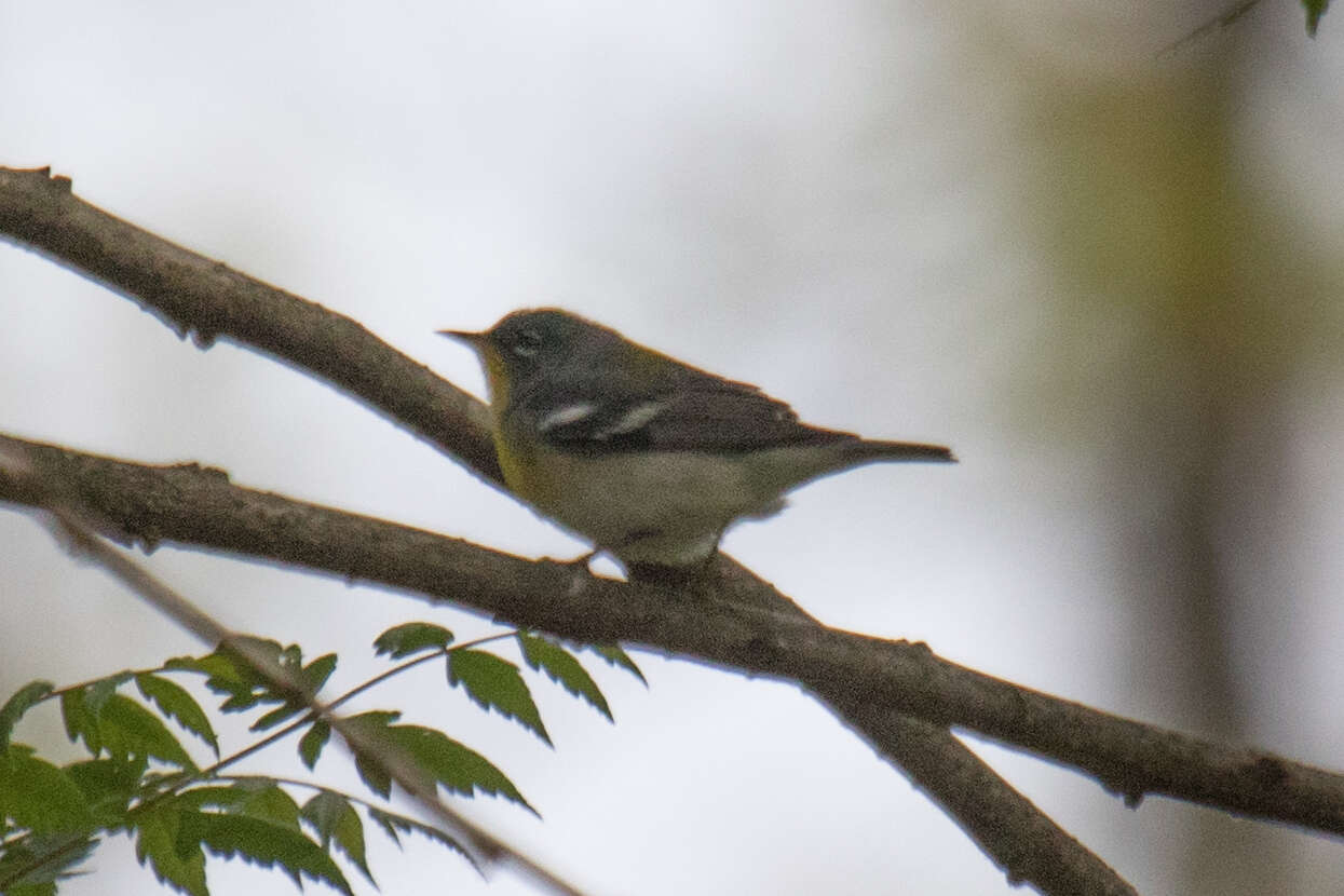 Image de Paruline à collier