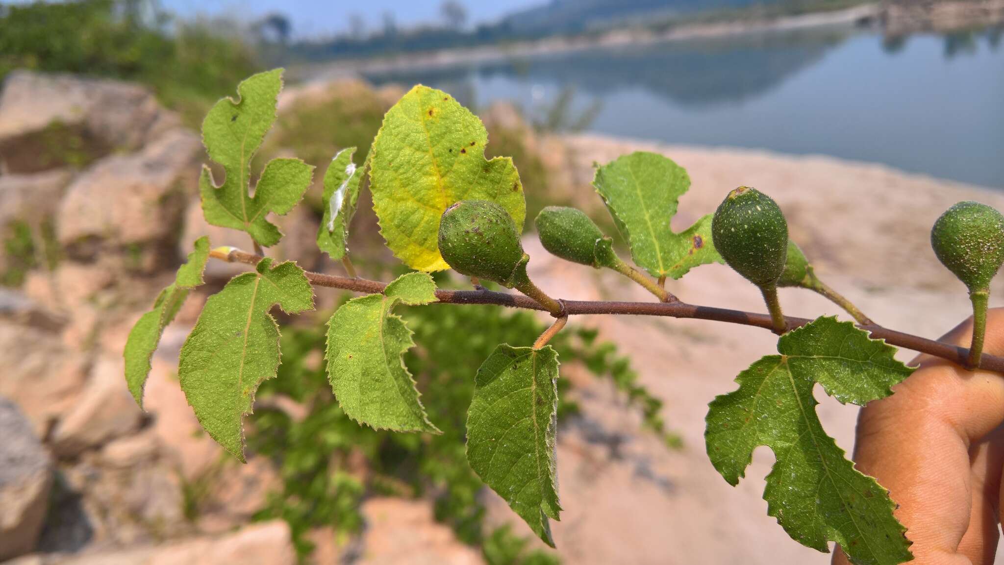 Image of Ficus heterophylla L. fil.