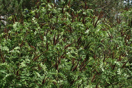 Image of desert false indigo