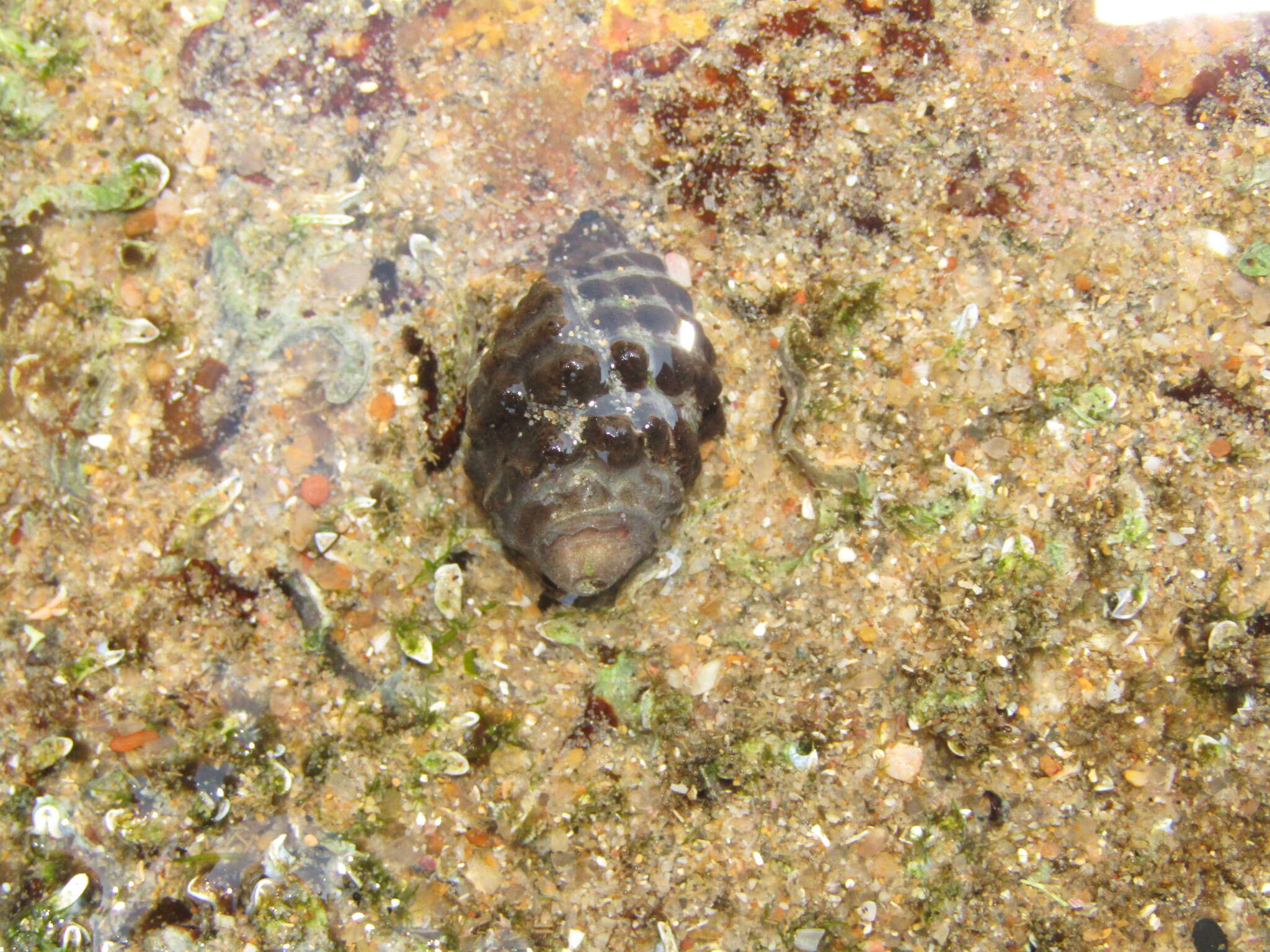 Image of granular drupe