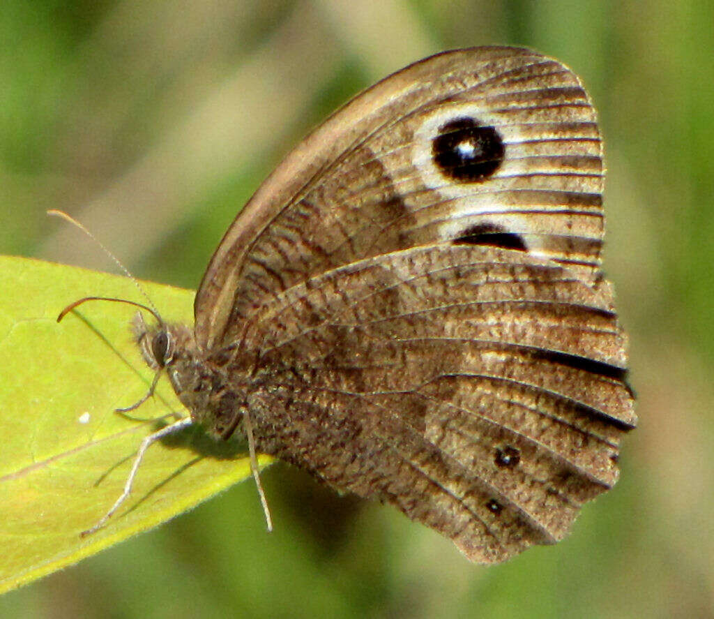 Image of Common Wood Nymph