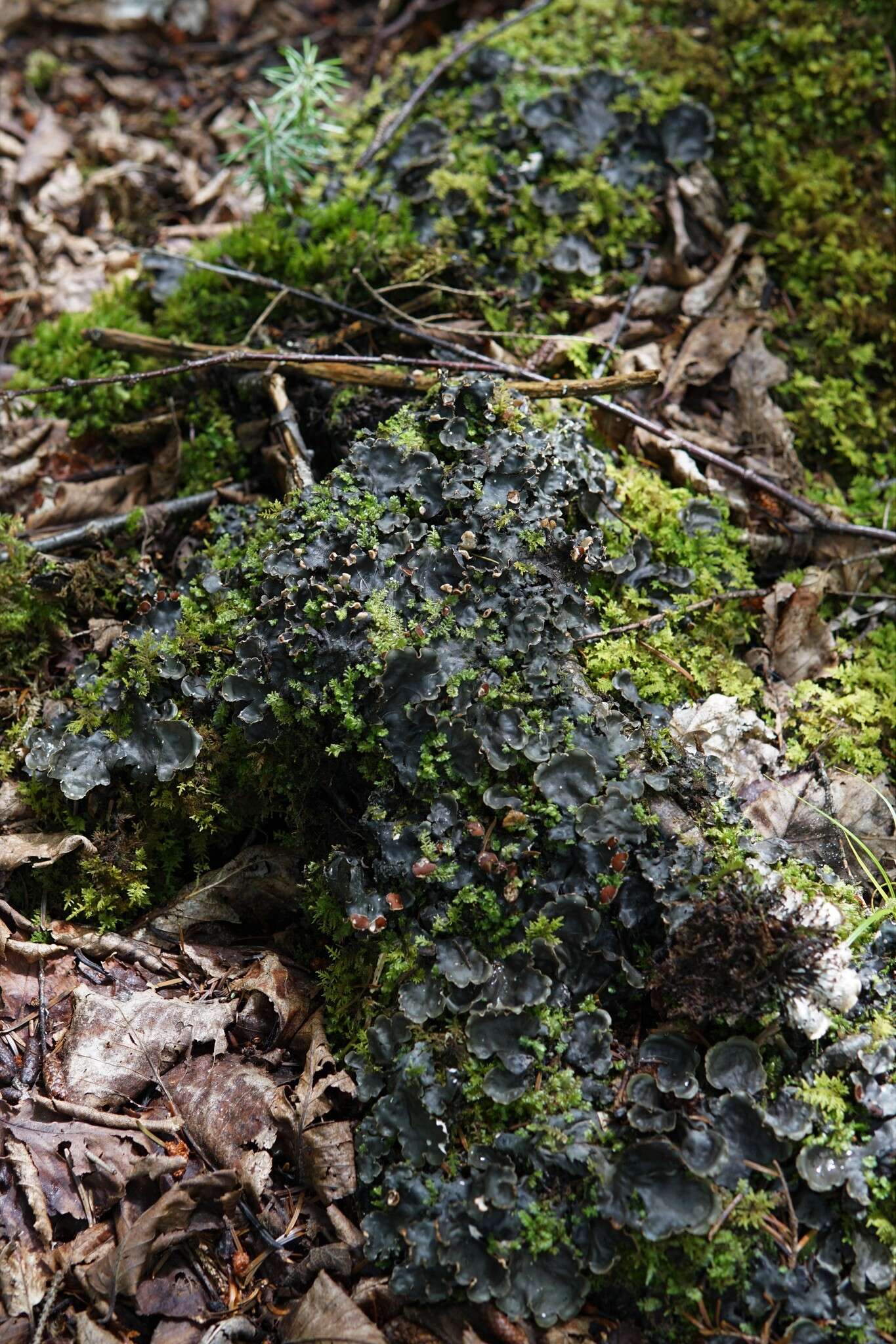 Image of Flat-fruited pelt;   Horizontal felt lichen