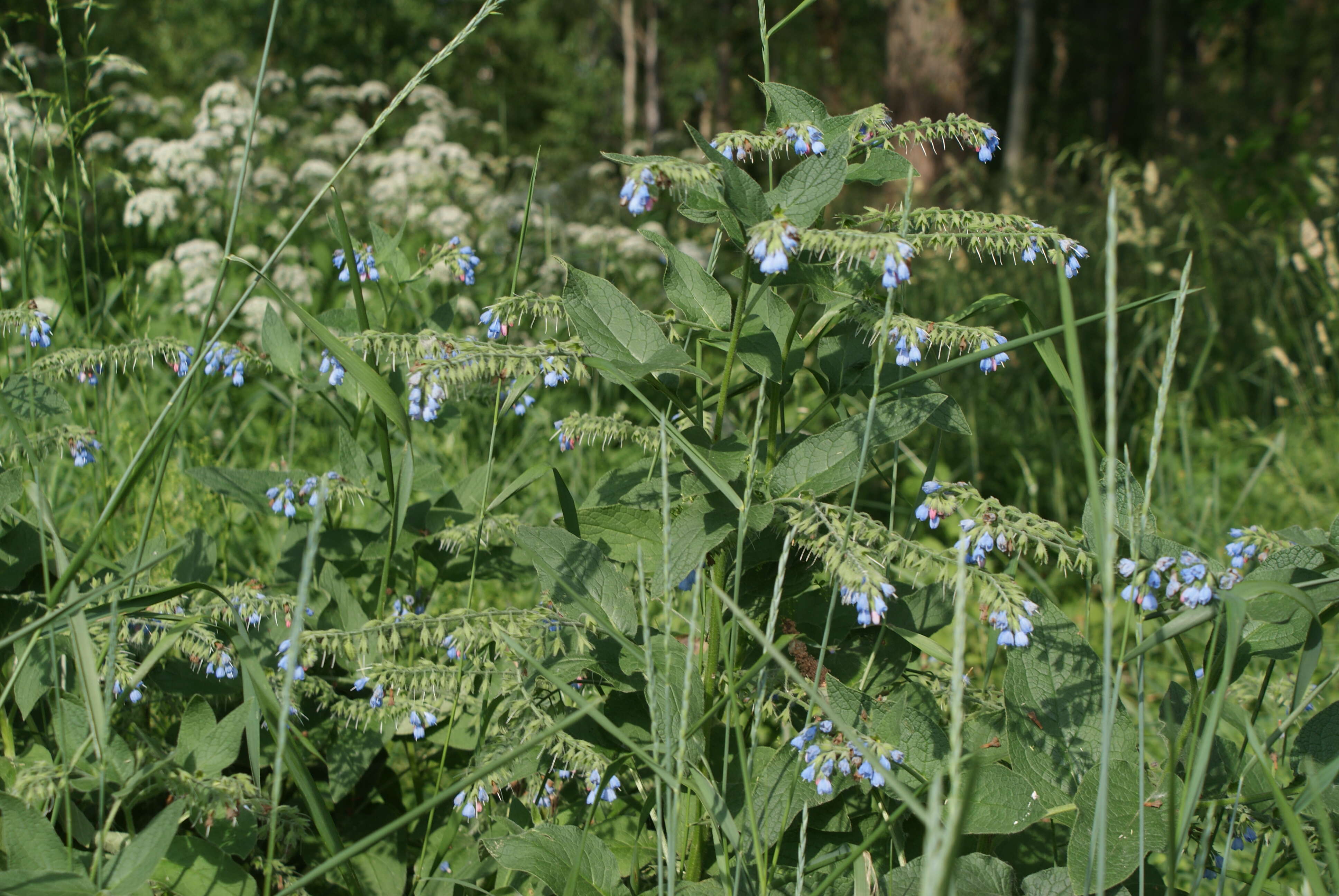 Plancia ëd Symphytum asperum Lepechin