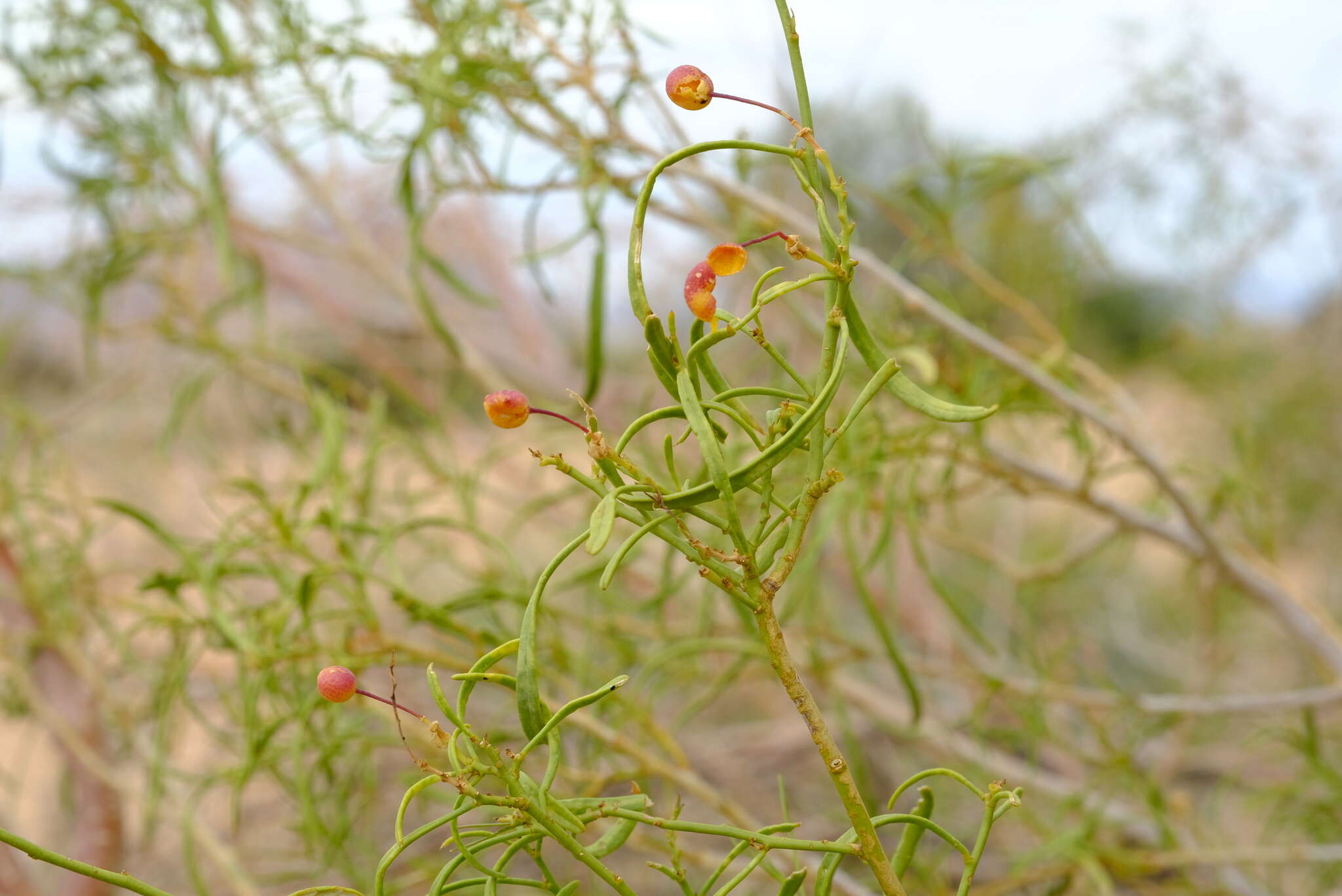 Image of Maerua gilgii Schinz