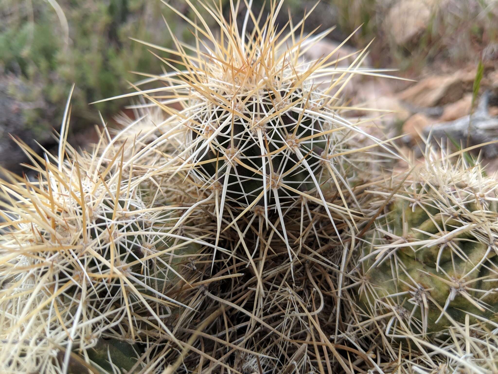 Image of Echinocereus engelmannii subsp. magnursensis