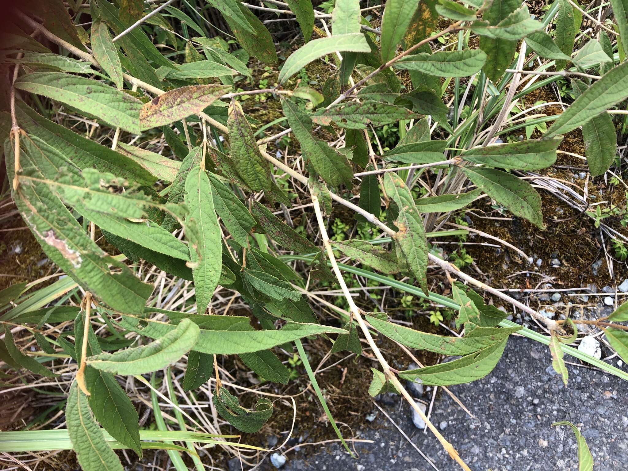 Image of Callicarpa dolichophylla Merr.