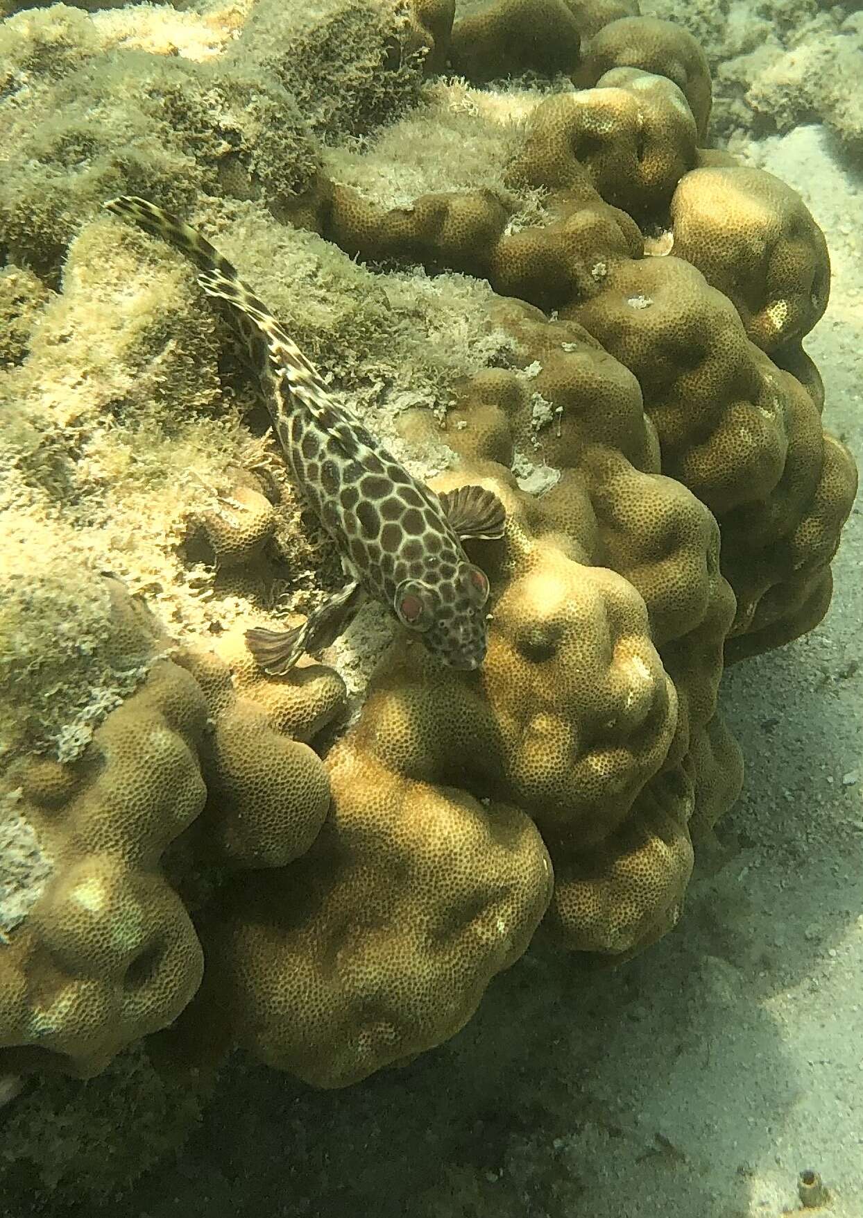 Image of Barred-chest Rock-cod